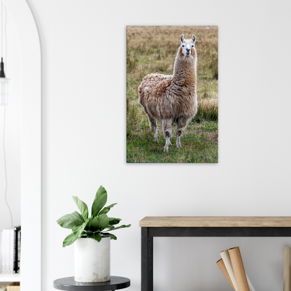 Llama Domestic Farm Animal Canvas Wall Art Photography, Nursery Print, Nursery Animal Wall Decor, Kids Room, Prints, Stretched canvas by Istvan Maar Photography mockup 09