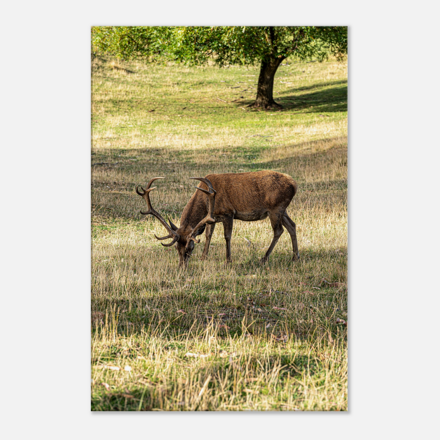 	
Deer Wildlife Animals Art Nursery Photography Wall Decor Kids Room Poster Playroom Artwork Stag Stretched Canvas 102