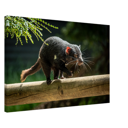 Native Australian Animals Nursery Canvas Tasmanian Devil by Istvan Maar Photography - by side