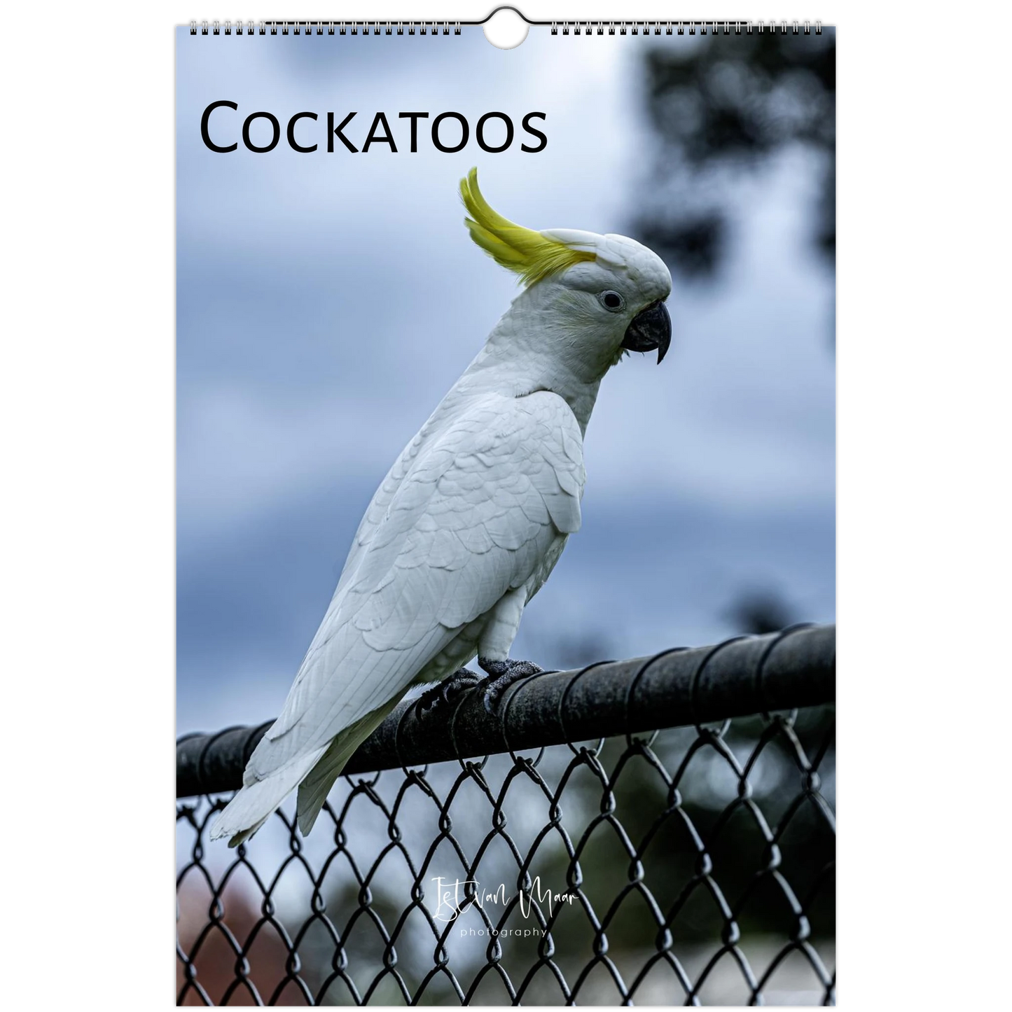 A spiral-bound wall calendar cover featuring a white cockatoo perched on a chain-link fence, with the word 'COCKATOOS' printed at the top and a small 'Istvan Maar Photography' signature near the bottom.