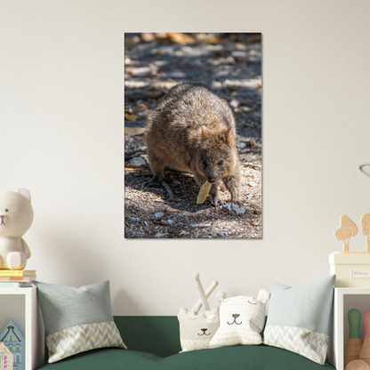 Cute Australian Animal Quokka Canvas by Istvan Maar Photography home décor