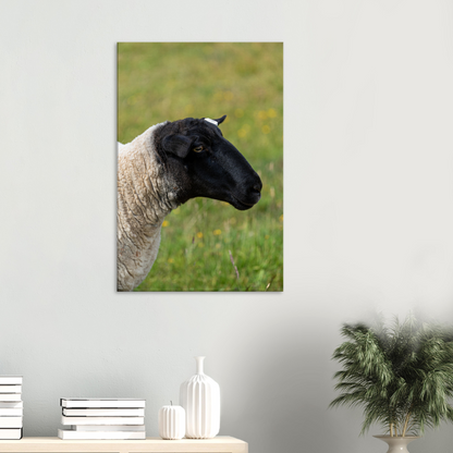 Sheep Domestic Animal Canvas Wall Art Photography, Nursery Print, Nursery Animal Wall Decor, Kids Room, Prints, Stretched canvas by Istvan Maar Photography 04