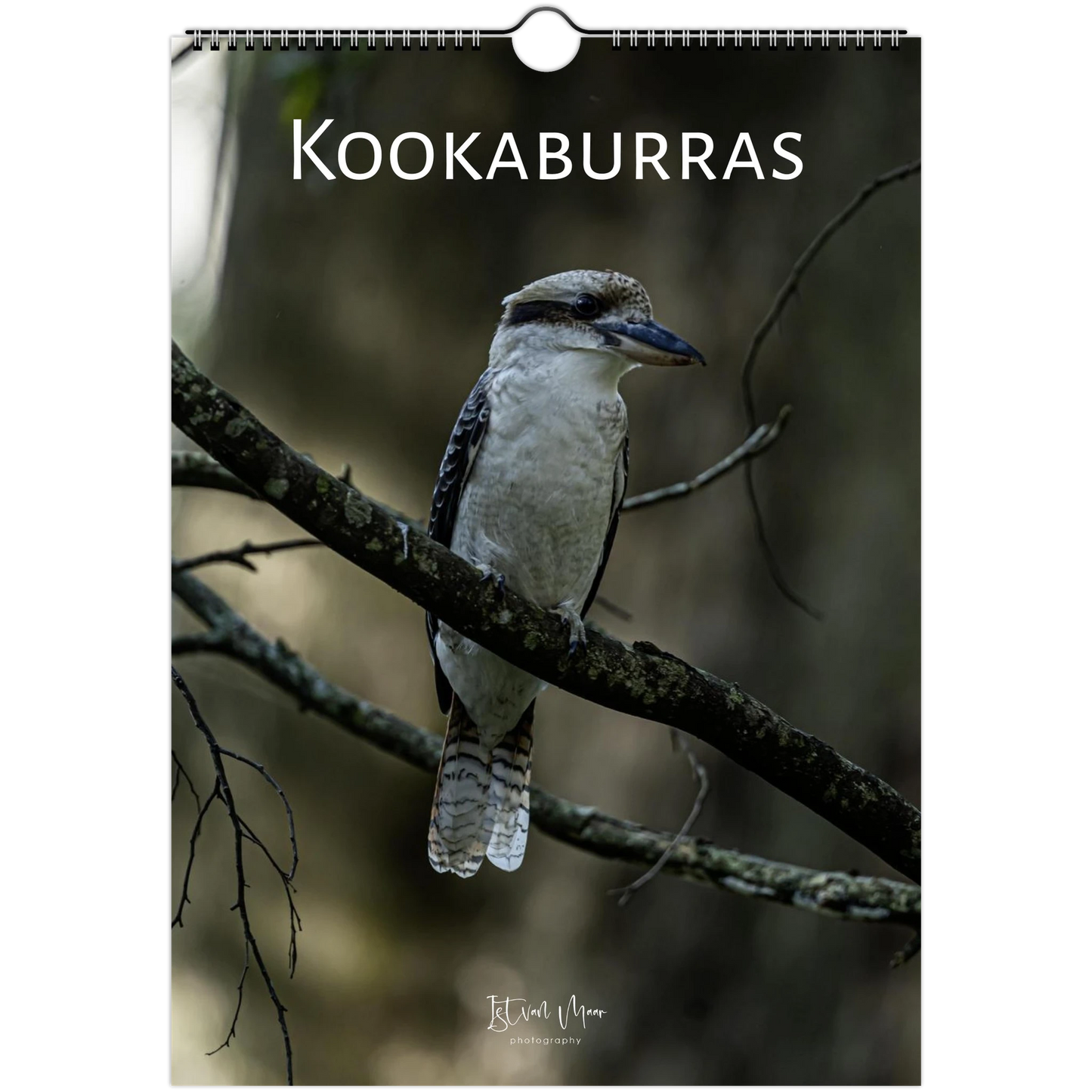 Personalised Kookaburras wall calendar – custom name cover – Australian bird photography gift by Istvan Maar