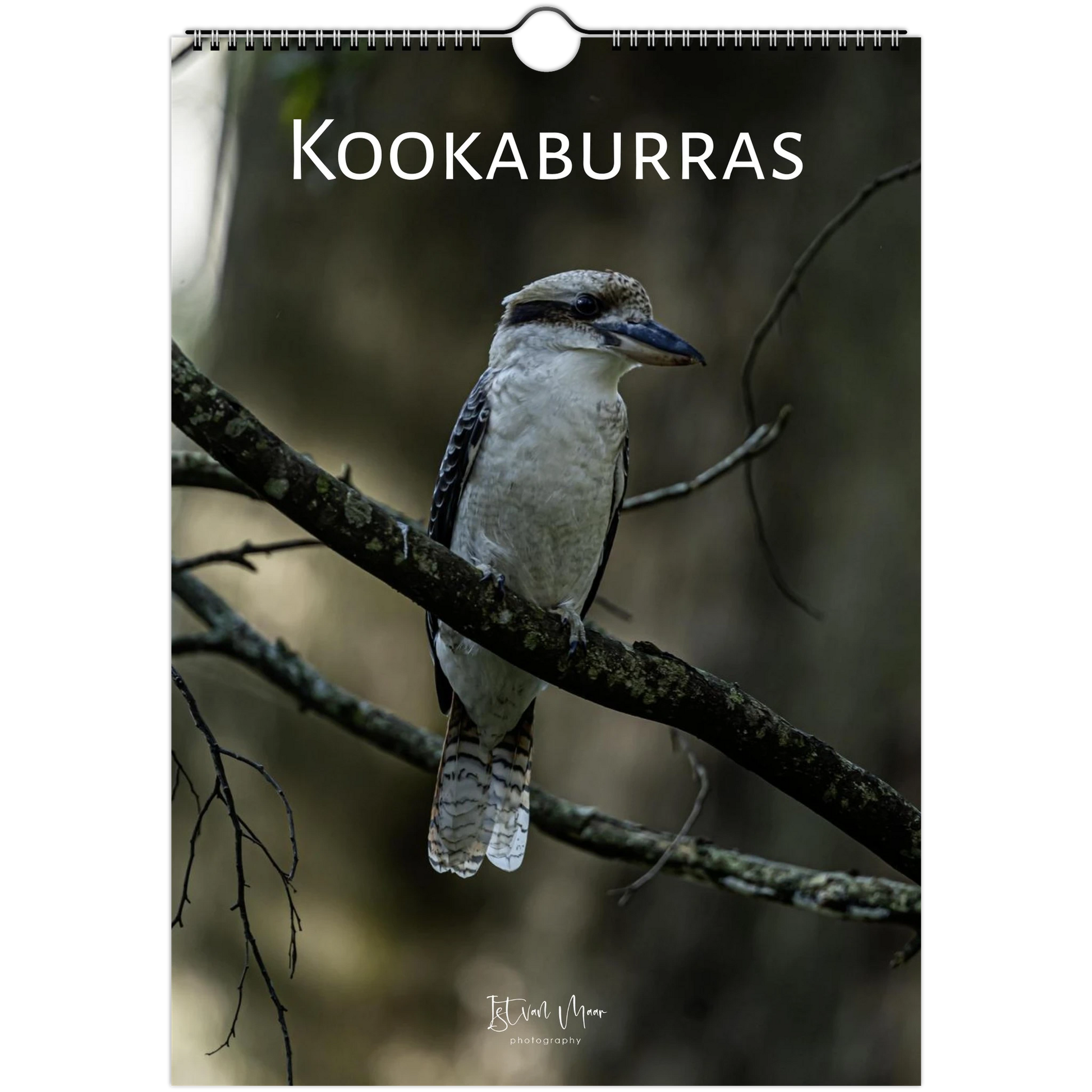 Personalised Kookaburras wall calendar – custom name cover – Australian bird photography gift by Istvan Maar