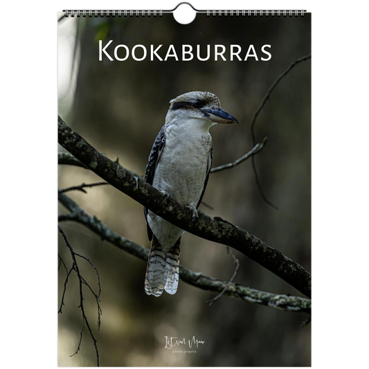 Personalised Kookaburras wall calendar – custom name cover – Australian bird photography gift by Istvan Maar
