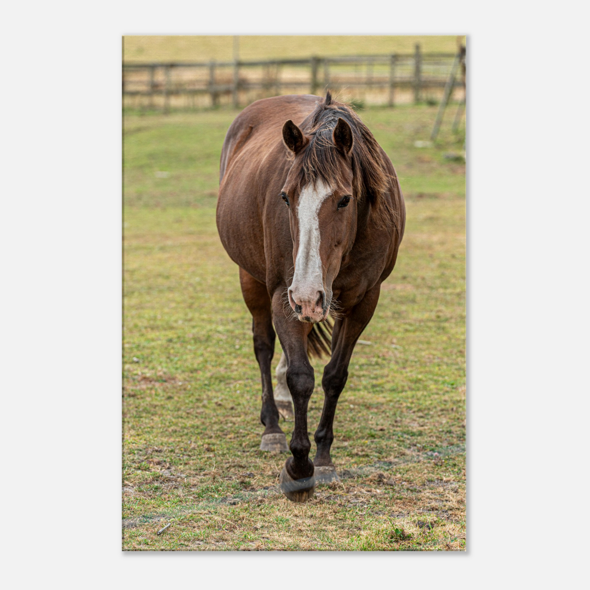 Horse Farm Animal Canvas by Istvan Maar Photography