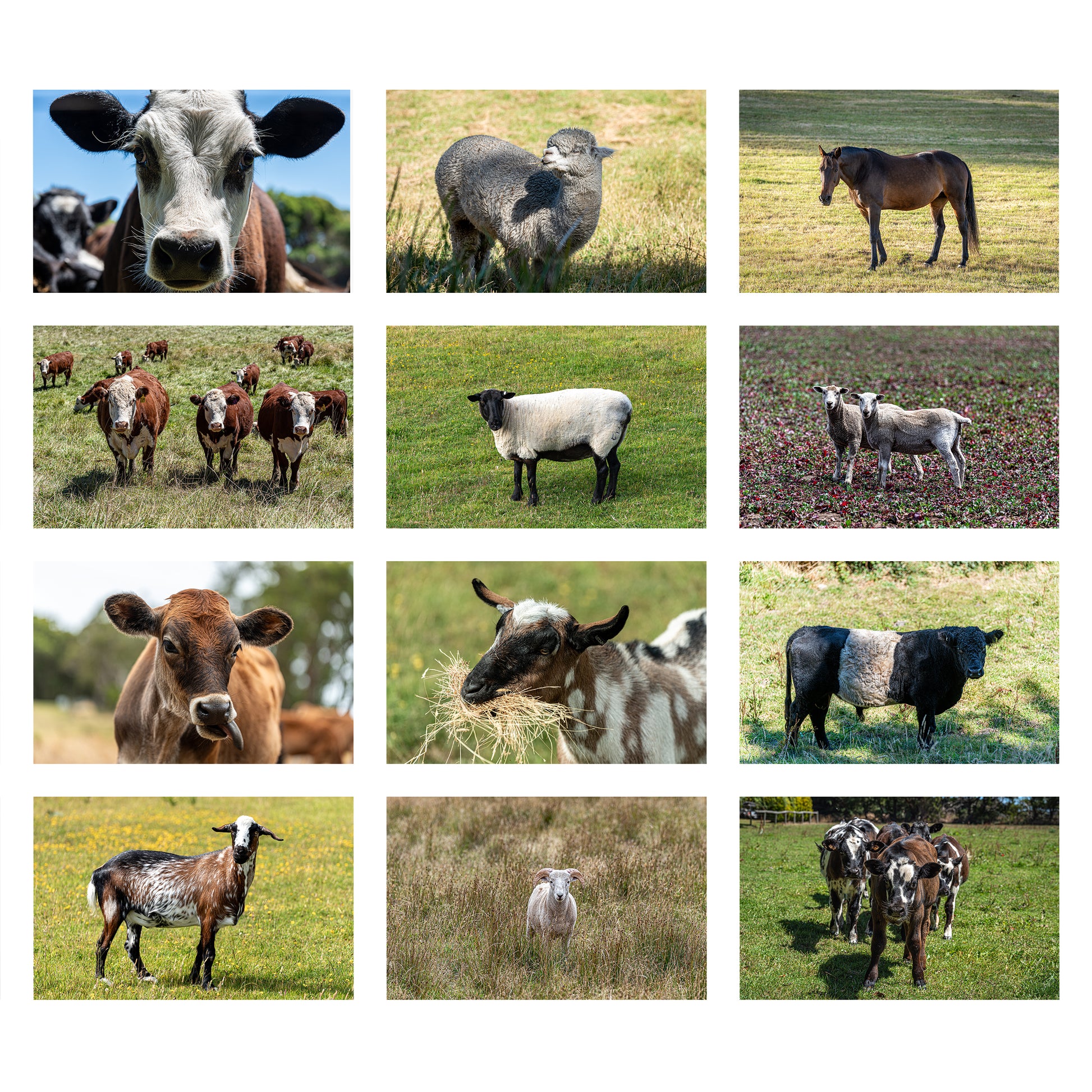 Photos of 2025 Farm Animal Calendar by Istvan Maar Photography in English, week starts by Monday