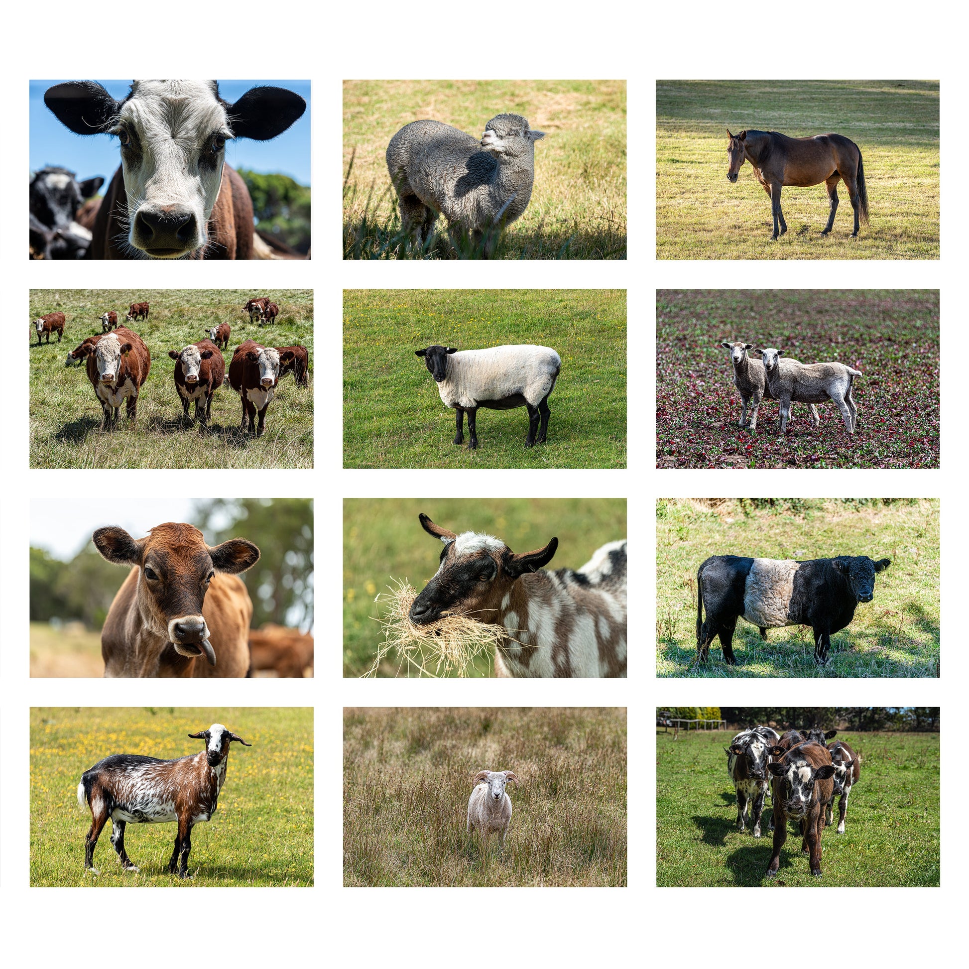 2027 Farm Animal Wall Calendar | 0746 Istvan Maar Photography