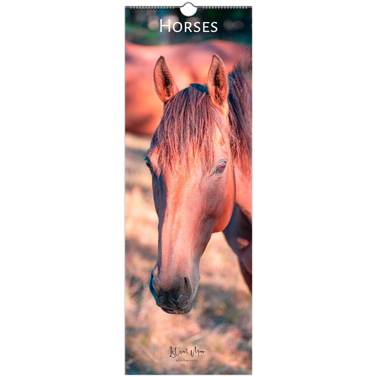Horse calendar with a close-up of a horse's face on a white background