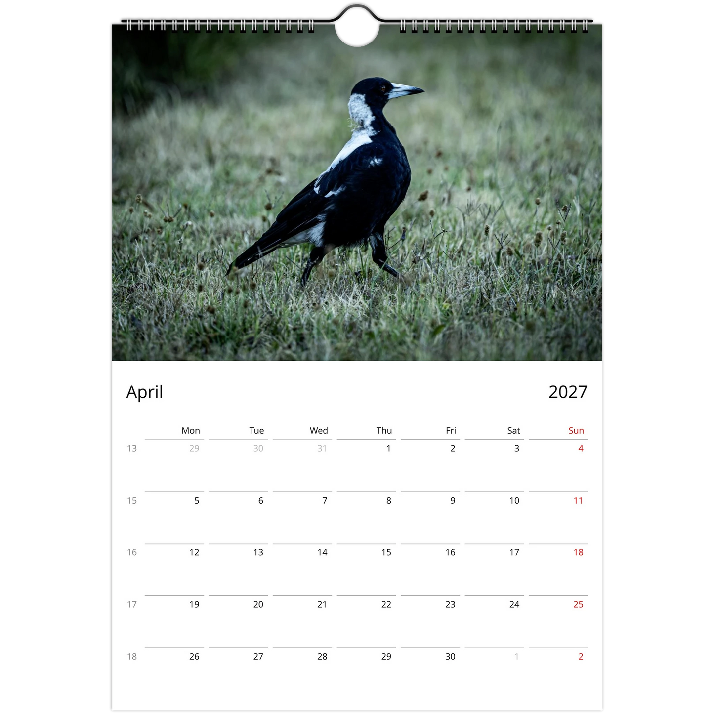 Australian Magpie walking across green grass in a park