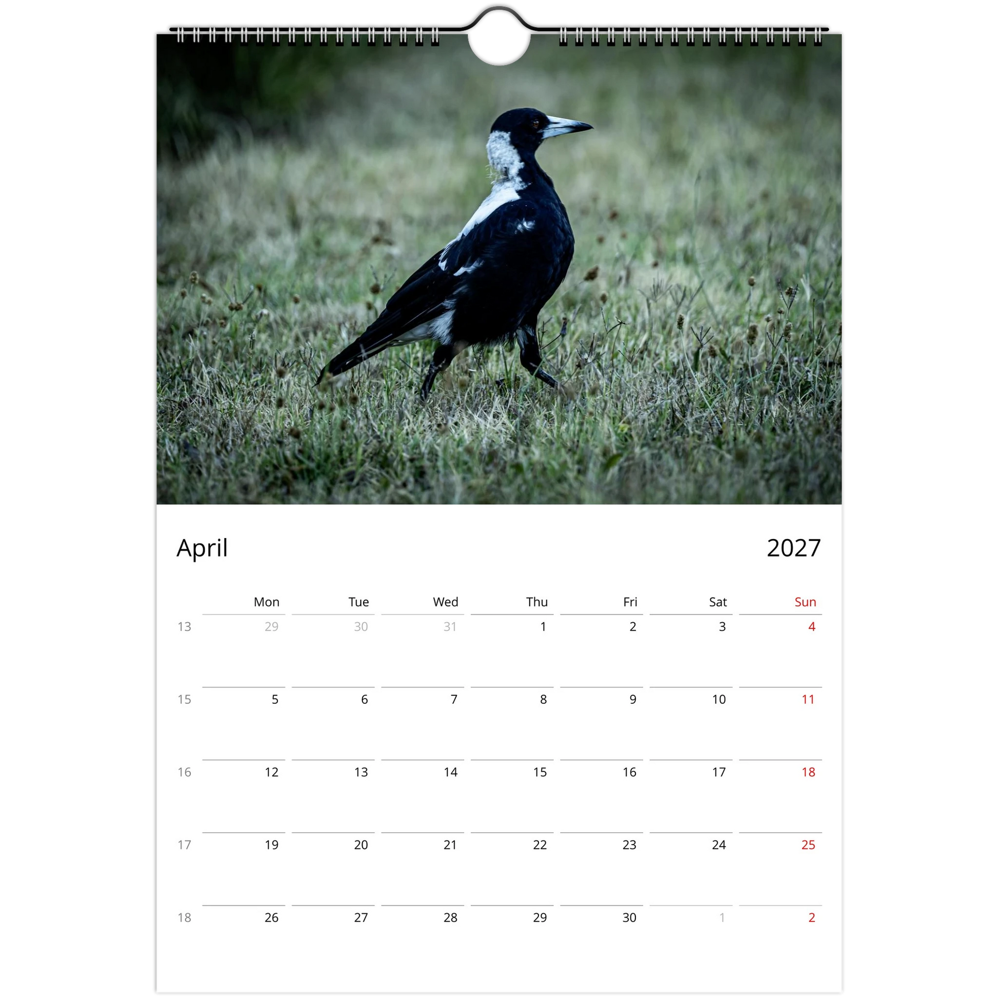 Australian Magpie walking across green grass in a park