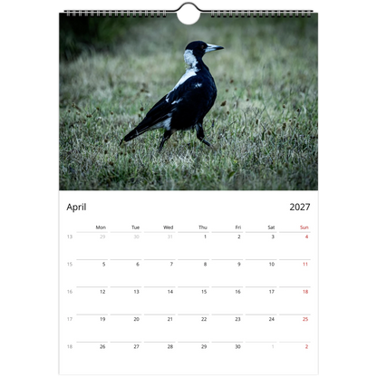Australian Magpie walking across green grass in a park