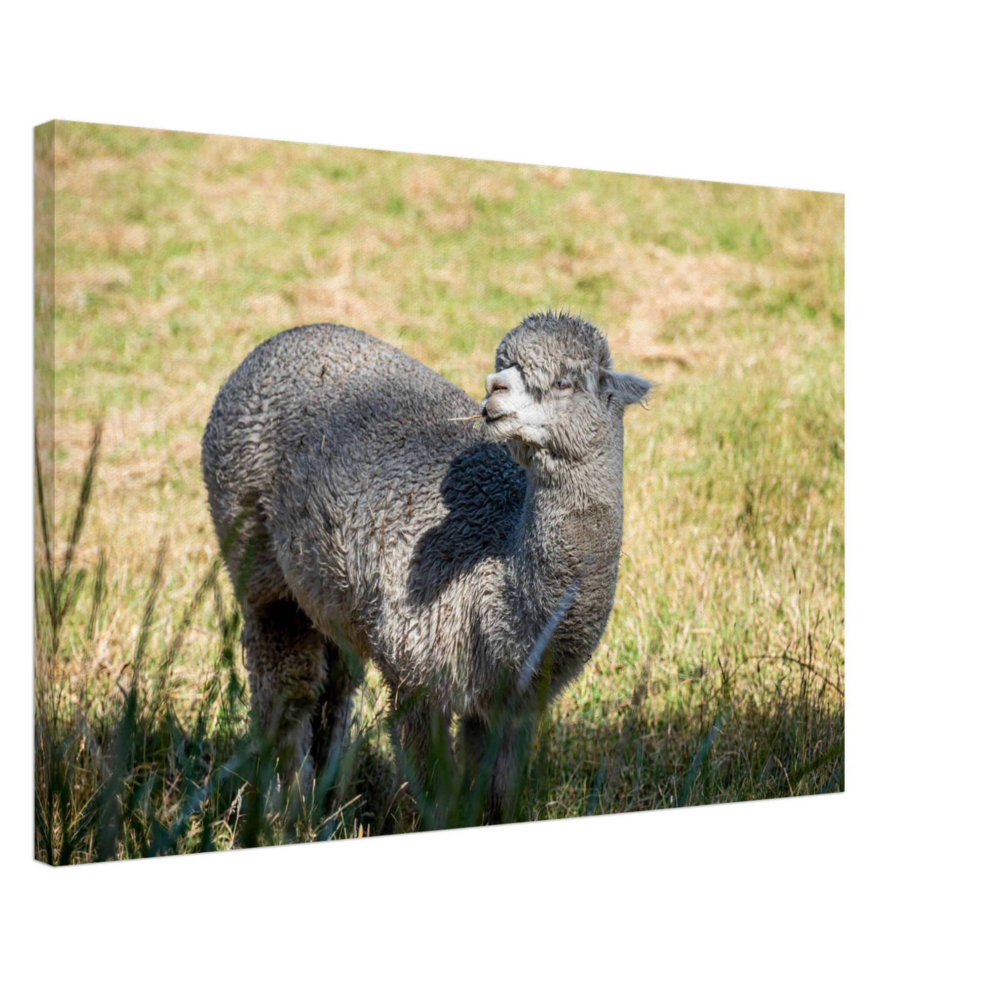 Domestic Farm Animal Canvas Wall Art Photography, Nursery Print, Nursery Animal Wall Decor, Kids Room, Prints, Stretched canvas by Istvan Maar Photography mockup 04