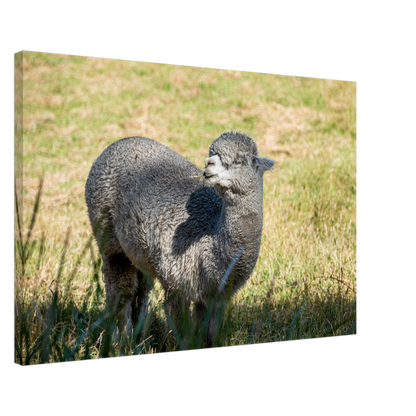 Domestic Farm Animal Canvas Wall Art Photography, Nursery Print, Nursery Animal Wall Decor, Kids Room, Prints, Stretched canvas by Istvan Maar Photography mockup 04