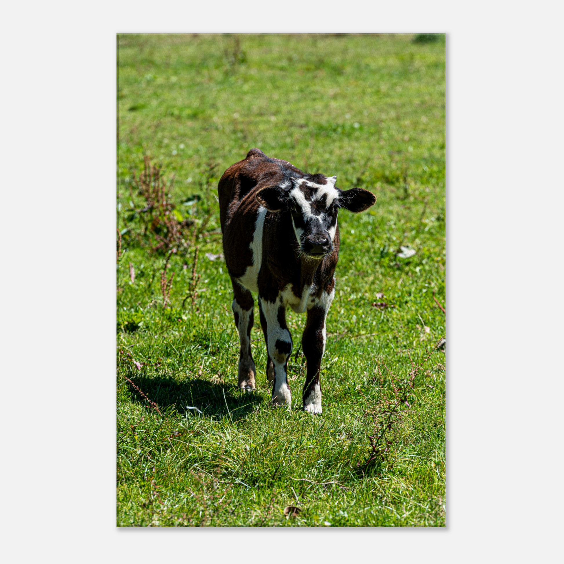 Cute calf Domestic Animal Canvas Wall Art Photography, Nursery Print, Nursery Animal Wall Decor, Kids Room, Prints, Stretched canvas by Istvan Maar Photography mockup 39