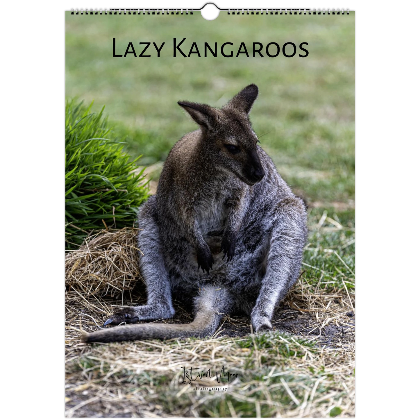 Lazy Kangaroos 2027 Wall Calendar A3 cover – kangaroo resting on dry grass | wildlife calendar by Istvan Maar Photography