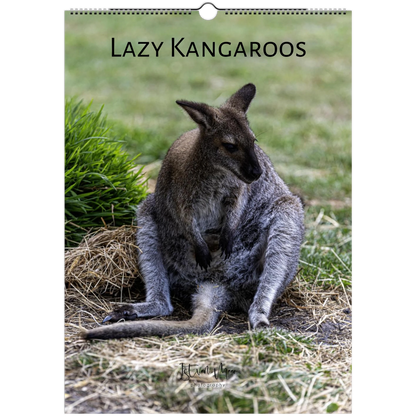 Lazy Kangaroos 2027 Wall Calendar A3 cover – kangaroo resting on dry grass | wildlife calendar by Istvan Maar Photography