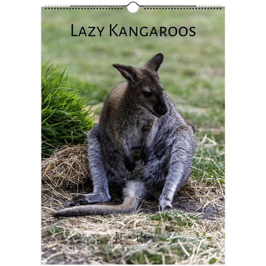 Lazy Kangaroos 2027 Wall Calendar A3 cover – kangaroo resting on dry grass | wildlife calendar by Istvan Maar Photography