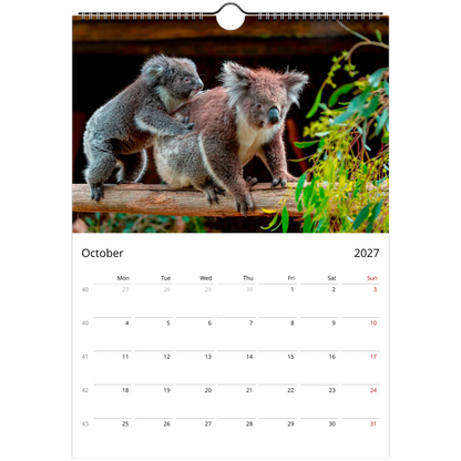 Koalas Wall Calendar – open calendar view with koala detail