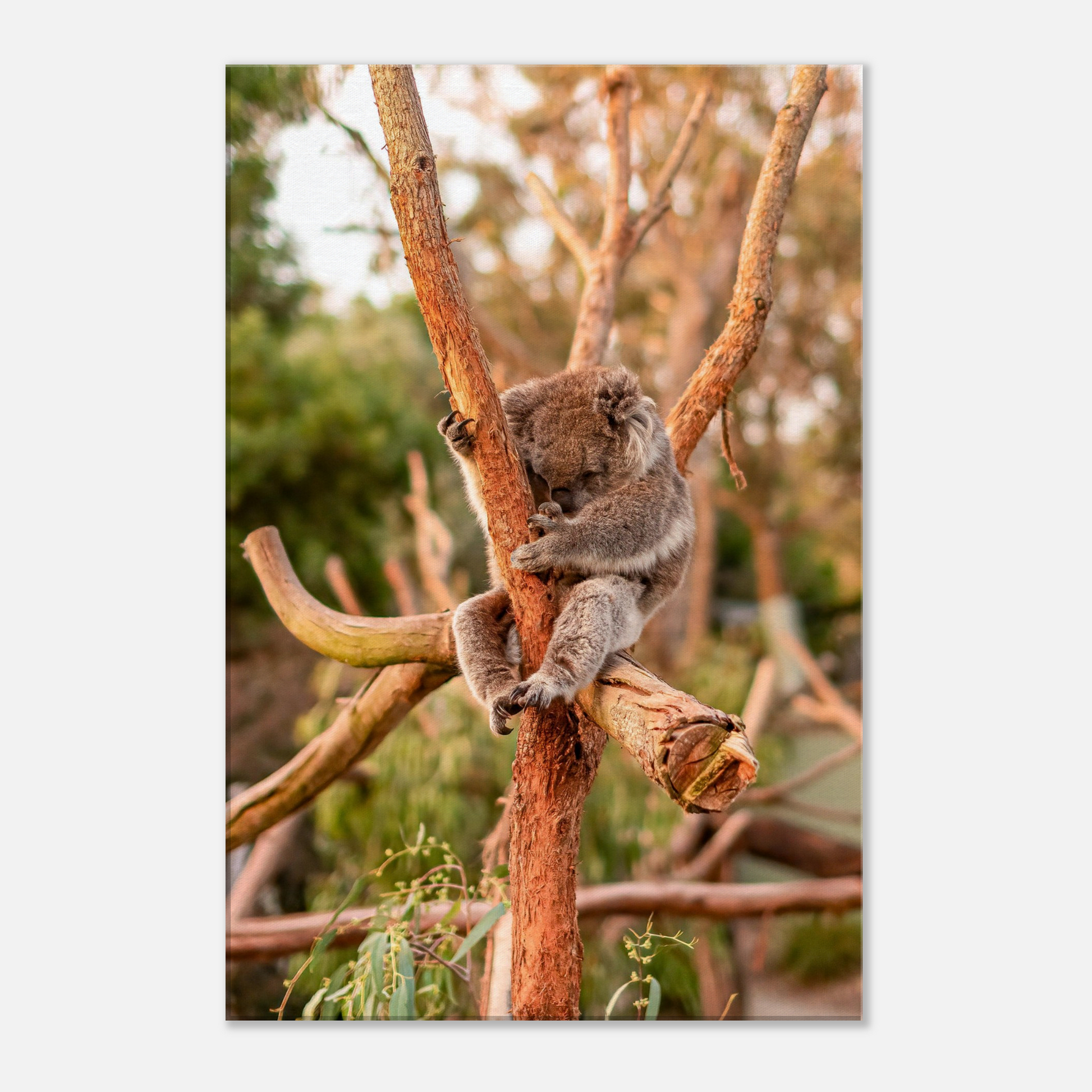 Native Australian Animals Nursery Koala Canvas by Istvan Maar Photography - close-up