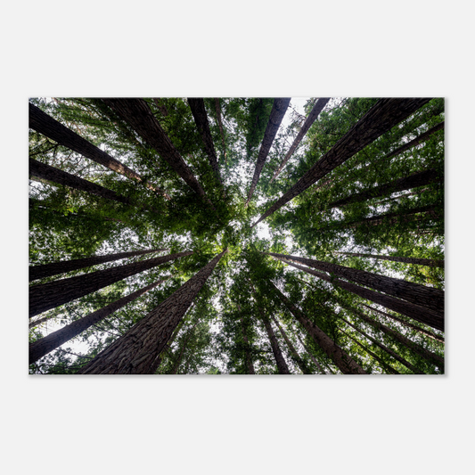 Redwood forest photo canvas by Istvan Maar Photography - close-up