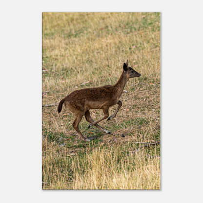 	
Deer Wildlife Animals Art Nursery Photography Wall Decor Kids Room Poster Playroom Artwork Stag Stretched Canvas 129