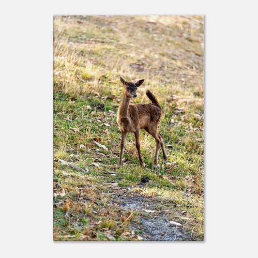 	
Deer Wildlife Animals Art Nursery Photography Wall Decor Kids Room Poster Playroom Artwork Stag Stretched Canvas 151