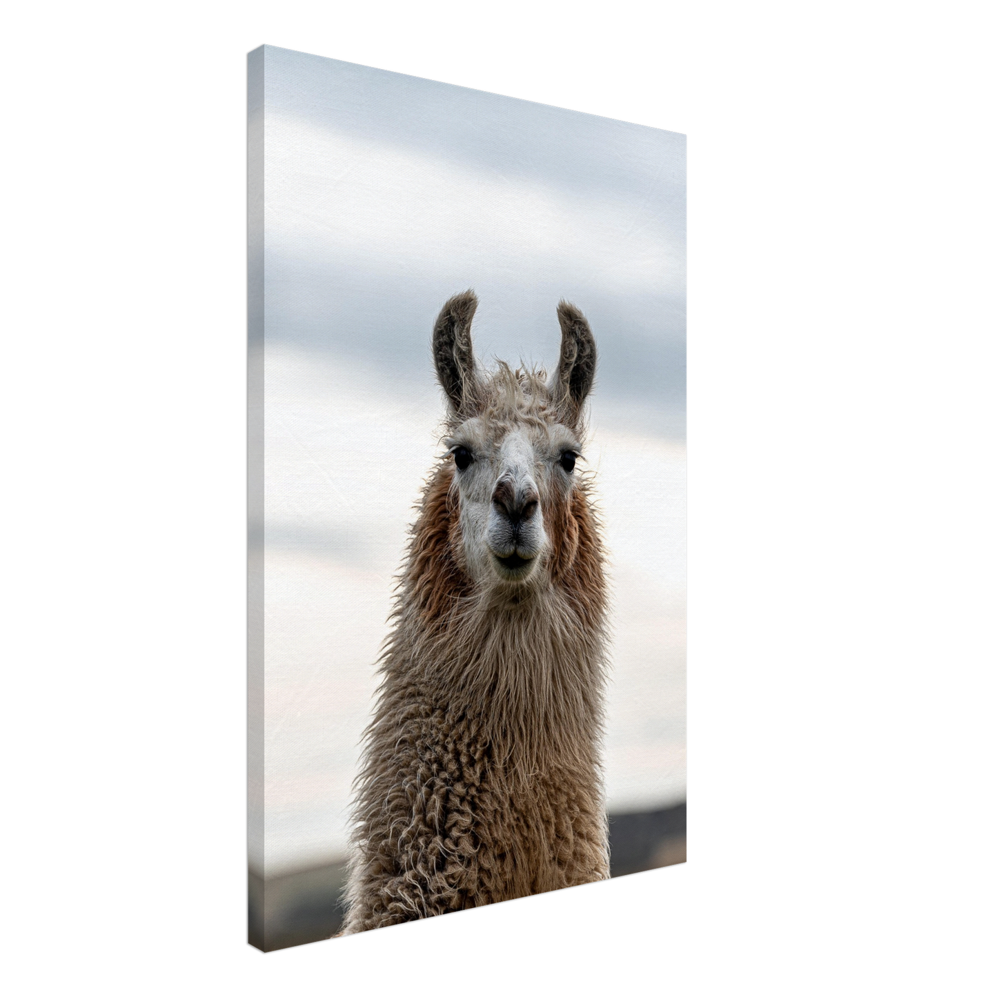 Llama Domestic Farm Animal Canvas Wall Art Photography, Nursery Print, Nursery Animal Wall Decor, Kids Room, Prints, Stretched canvas by Istvan Maar Photography mockup 19