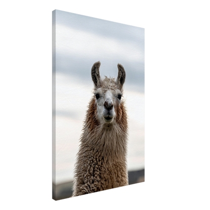 Llama Domestic Farm Animal Canvas Wall Art Photography, Nursery Print, Nursery Animal Wall Decor, Kids Room, Prints, Stretched canvas by Istvan Maar Photography mockup 19