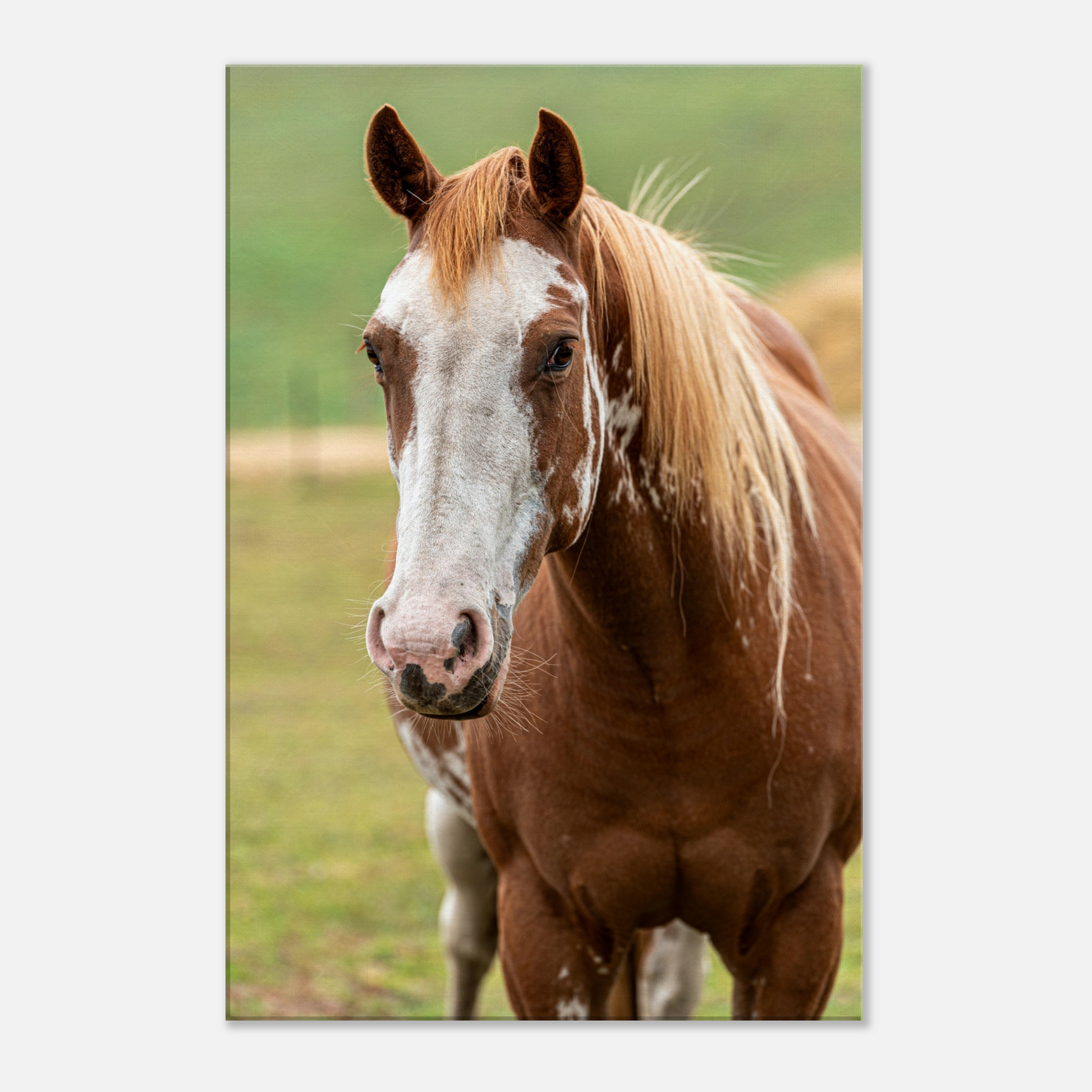 Nursery Wall art Canvas Horse Domestic Animal by Istvan Maar Photography