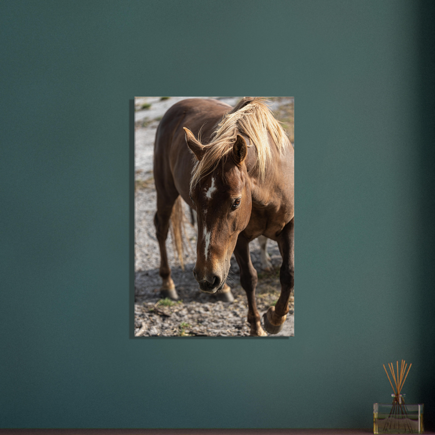 Physical Print of farm animal - horse by Istvan Maar Photography