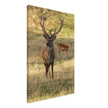 	
Deer Wildlife Animals Art Nursery Photography Wall Decor Kids Room Poster Playroom Artwork Stag Stretched Canvas 072