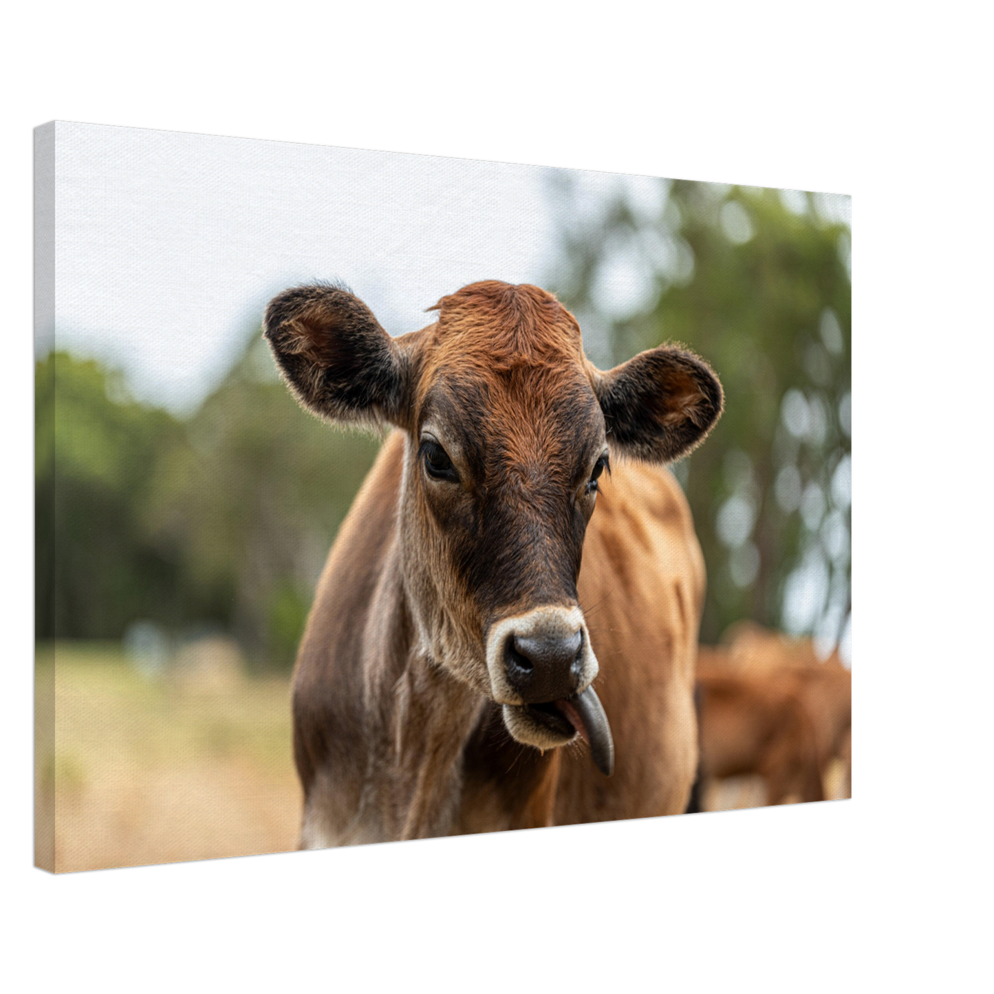 Cute calf Domestic Animal Canvas Wall Art Photography, Nursery Print, Nursery Animal Wall Decor, Kids Room, Prints, Stretched canvas by Istvan Maar Photography mockup 05