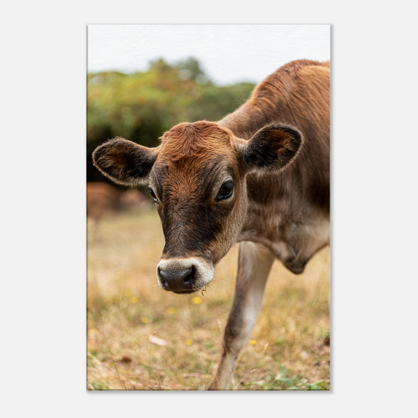 Cute calf Domestic Animal Canvas Wall Art Photography, Nursery Print, Nursery Animal Wall Decor, Kids Room, Prints, Stretched canvas by Istvan Maar Photography mockup 18