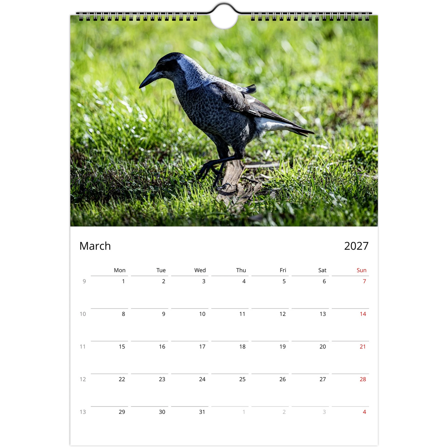 Australian Magpie foraging on grass in close-up ground-level wildlife photography