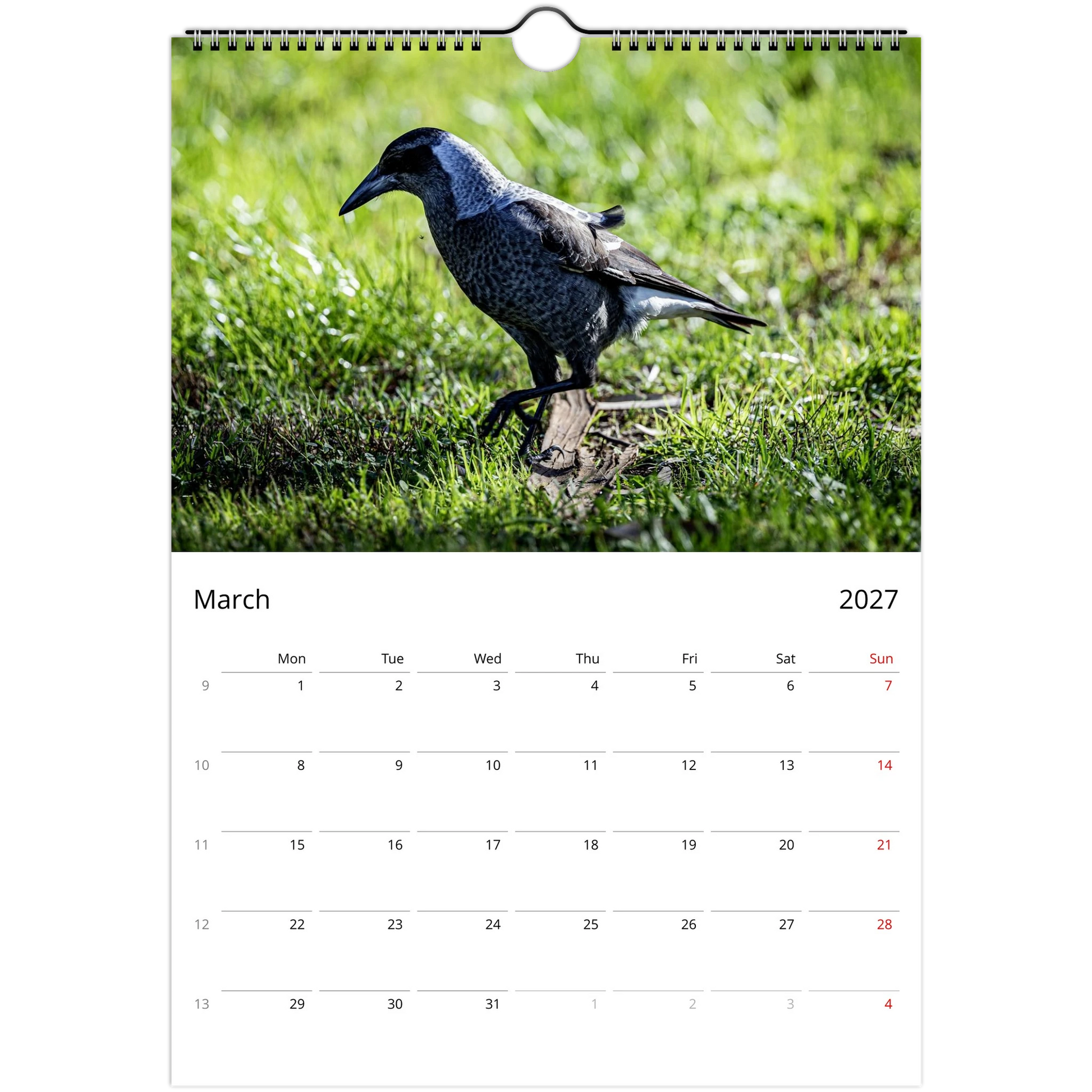 Australian Magpie foraging on grass in close-up ground-level wildlife photography