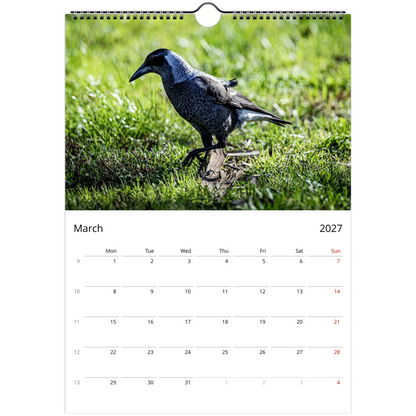 Australian Magpie foraging on grass in close-up ground-level wildlife photography