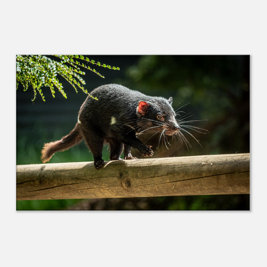 Native Australian Animals Nursery Canvas Tasmanian Devil by Istvan Maar Photography - close up