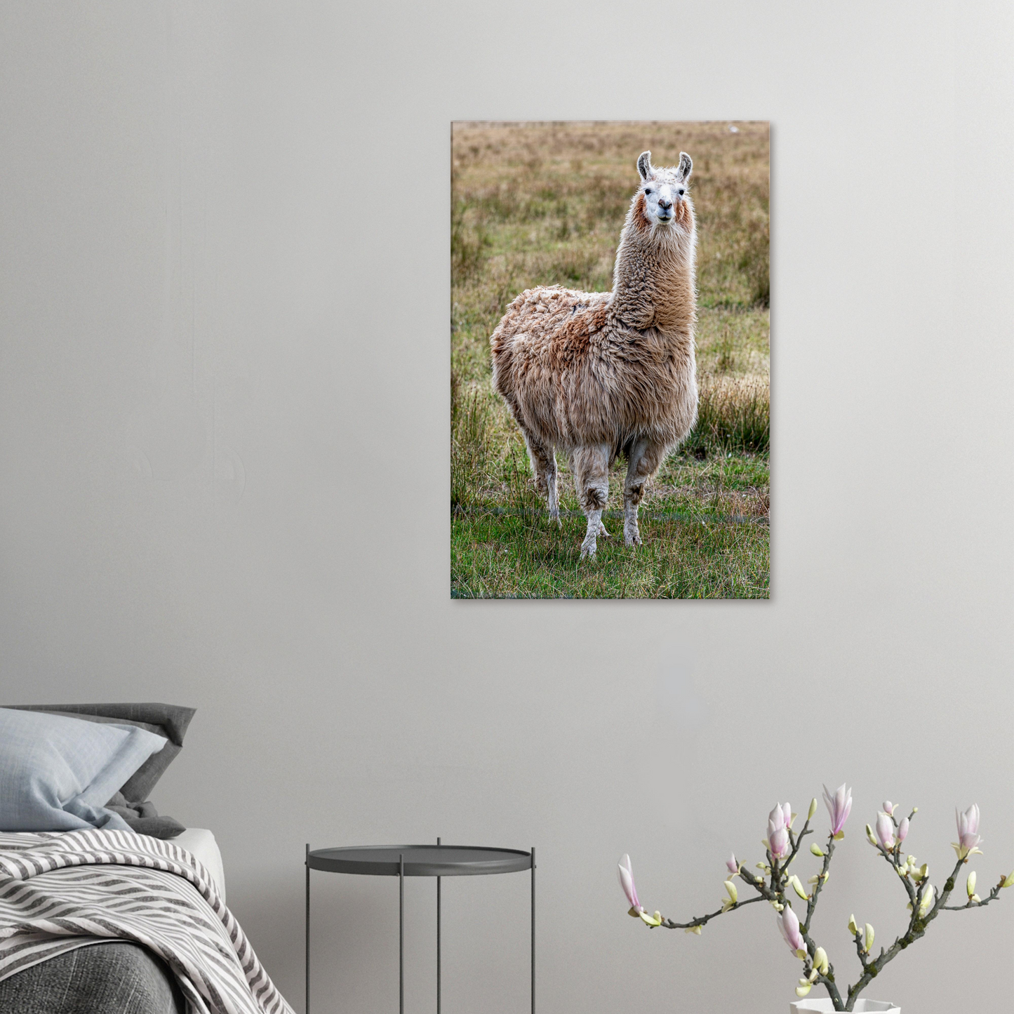 Llama Domestic Farm Animal Canvas Wall Art Photography, Nursery Print, Nursery Animal Wall Decor, Kids Room, Prints, Stretched canvas by Istvan Maar Photography mockup 02