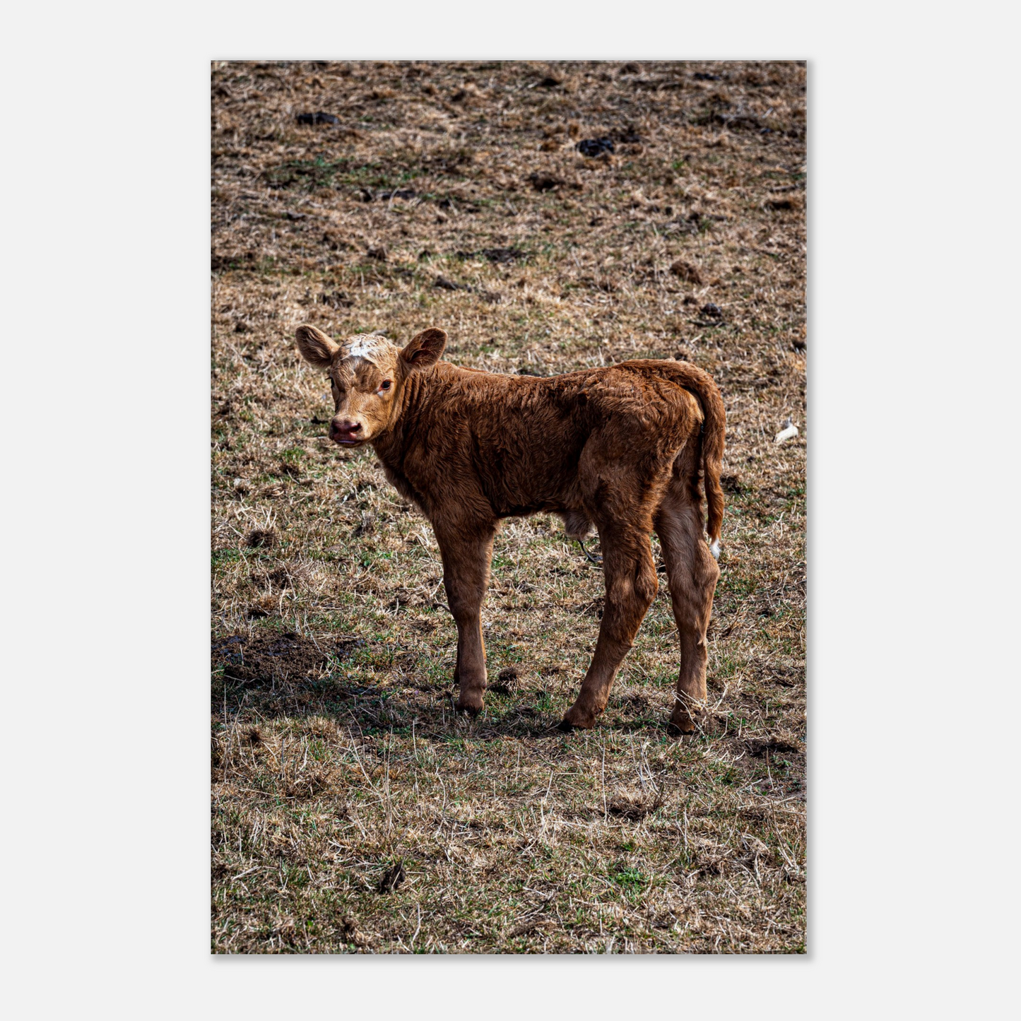 Cute calf Domestic Animal Canvas Wall Art Photography, Nursery Print, Nursery Animal Wall Decor, Kids Room, Prints, Stretched canvas by Istvan Maar Photography mockup 11