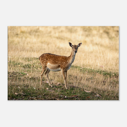 	
Deer Wildlife Animals Art Nursery Photography Wall Decor Kids Room Poster Playroom Artwork Stag Stretched Canvas 185