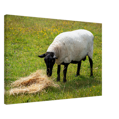 Sheep Domestic Animal Canvas Wall Art Photography, Nursery Print, Nursery Animal Wall Decor, Kids Room, Prints, Stretched canvas by Istvan Maar Photography 04