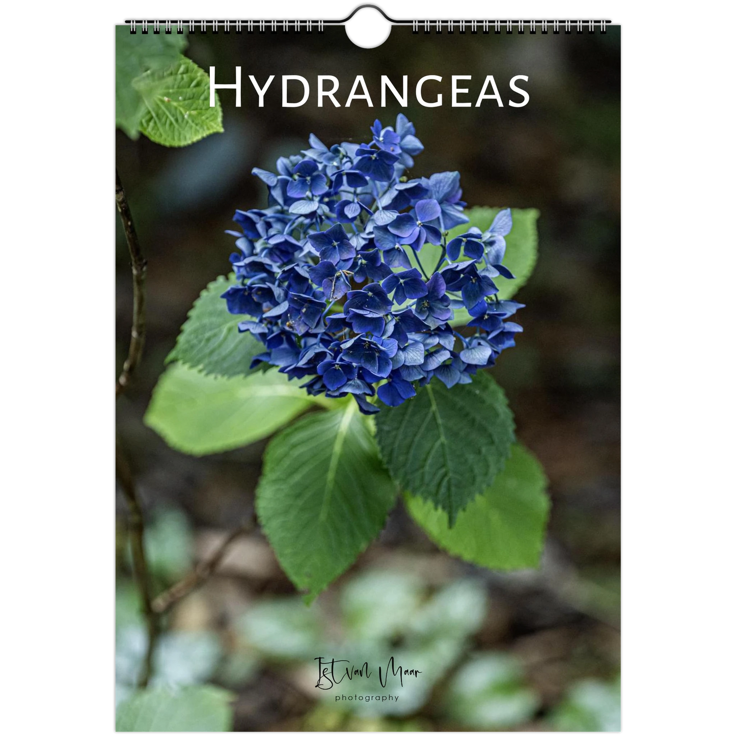 Hydrangeas Wall Calendar featuring colourful hydrangea flowers photographed in the Dandenong Ranges, Victoria by Istvan Maar. Sizes in A4, A3, LT and LG sizes.