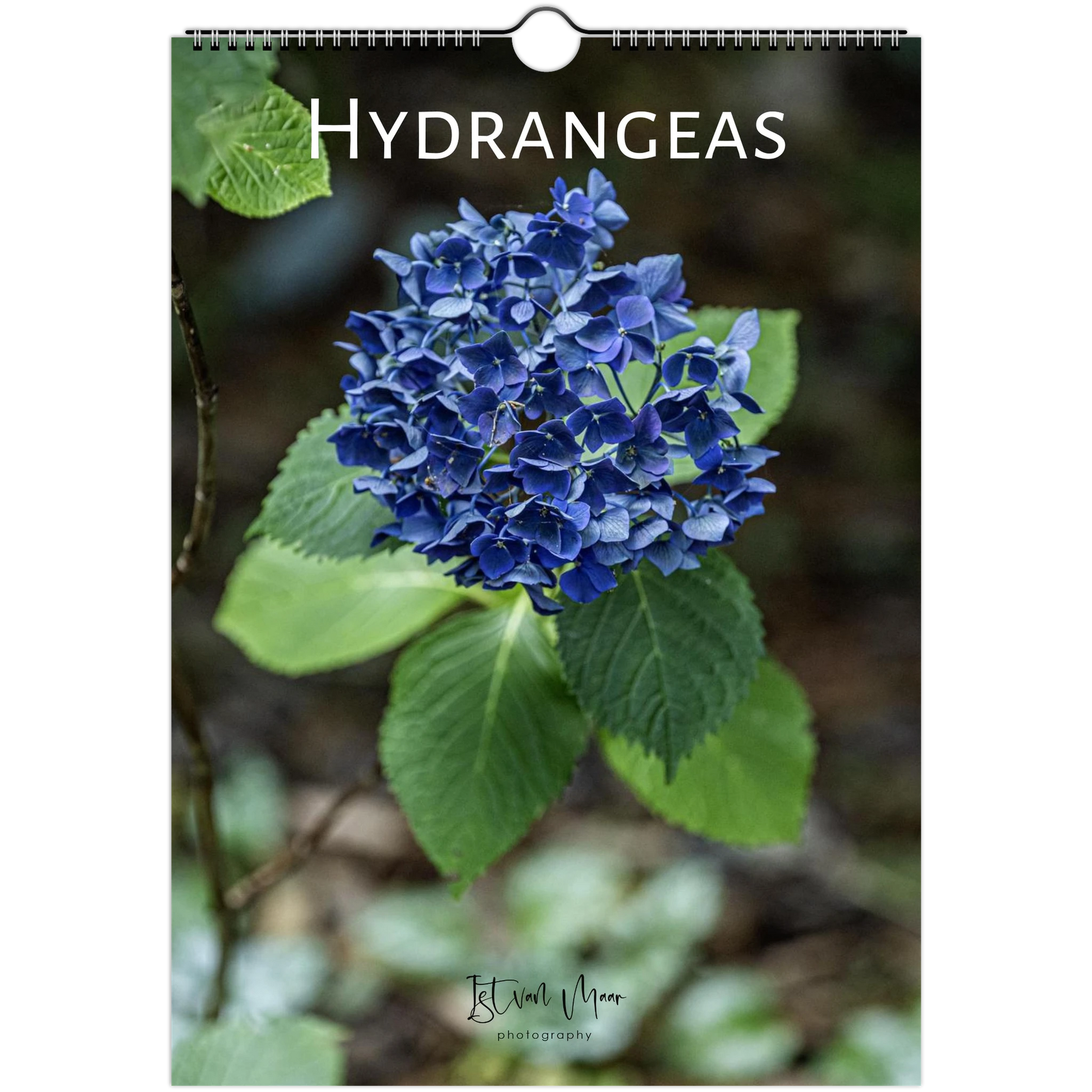 Hydrangeas Wall Calendar featuring colourful hydrangea flowers photographed in the Dandenong Ranges, Victoria by Istvan Maar. Sizes in A4, A3, LT and LG sizes.