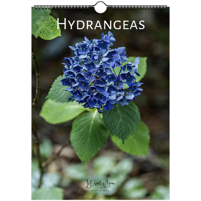 Hydrangeas Wall Calendar featuring colourful hydrangea flowers photographed in the Dandenong Ranges, Victoria by Istvan Maar. Sizes in A4, A3, LT and LG sizes.