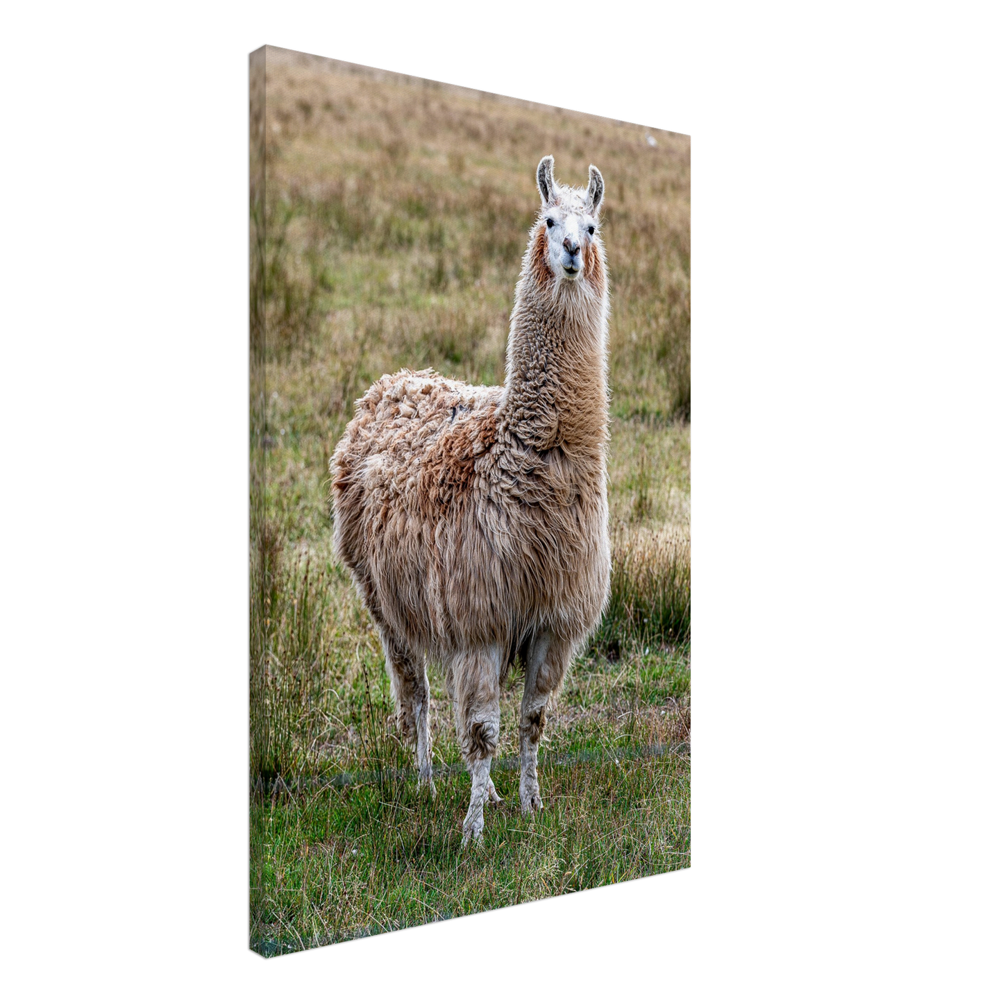 Llama Domestic Farm Animal Canvas Wall Art Photography, Nursery Print, Nursery Animal Wall Decor, Kids Room, Prints, Stretched canvas by Istvan Maar Photography mockup 08