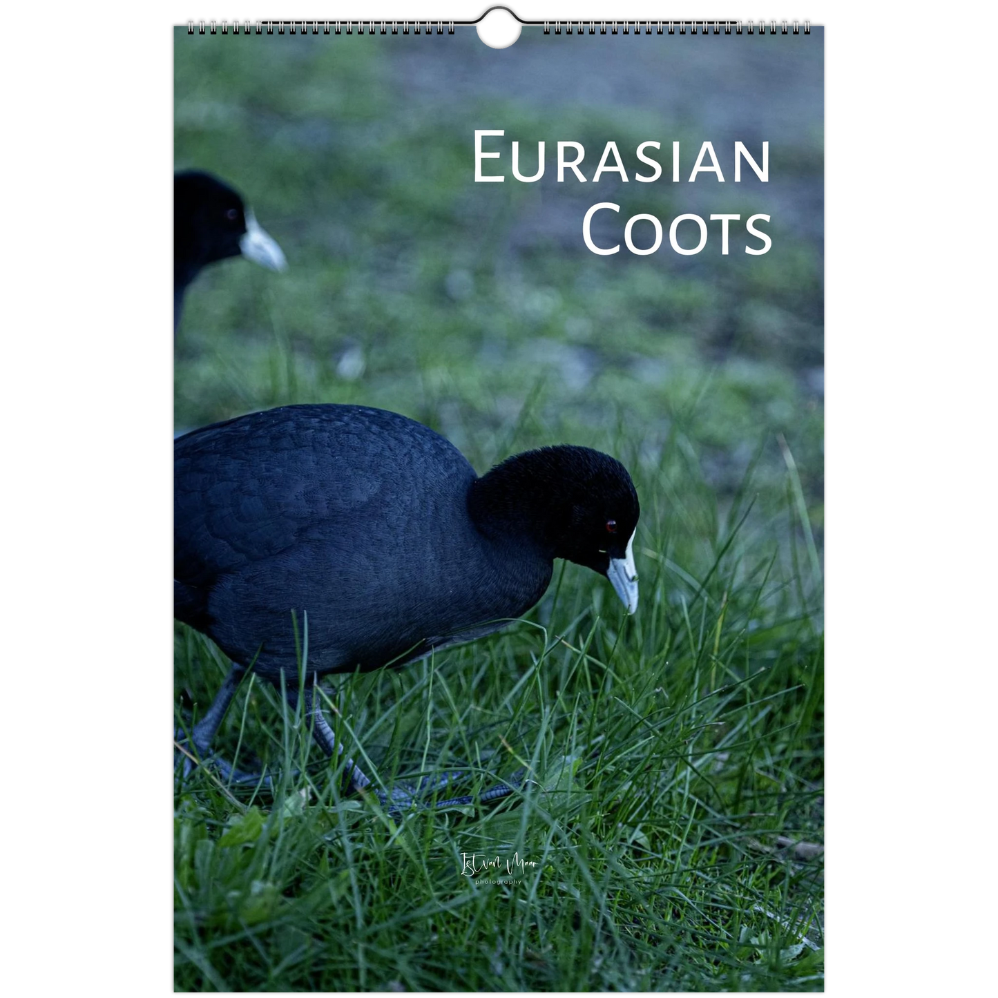 2027 Eurasian Coots wall calendar cover by Istvan Maar Photography – two Eurasian Coots foraging on grass. Available in A4, A3, LT and LG sizes
