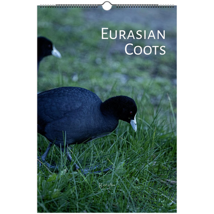 2027 Eurasian Coots wall calendar cover by Istvan Maar Photography – two Eurasian Coots foraging on grass. Available in A4, A3, LT and LG sizes