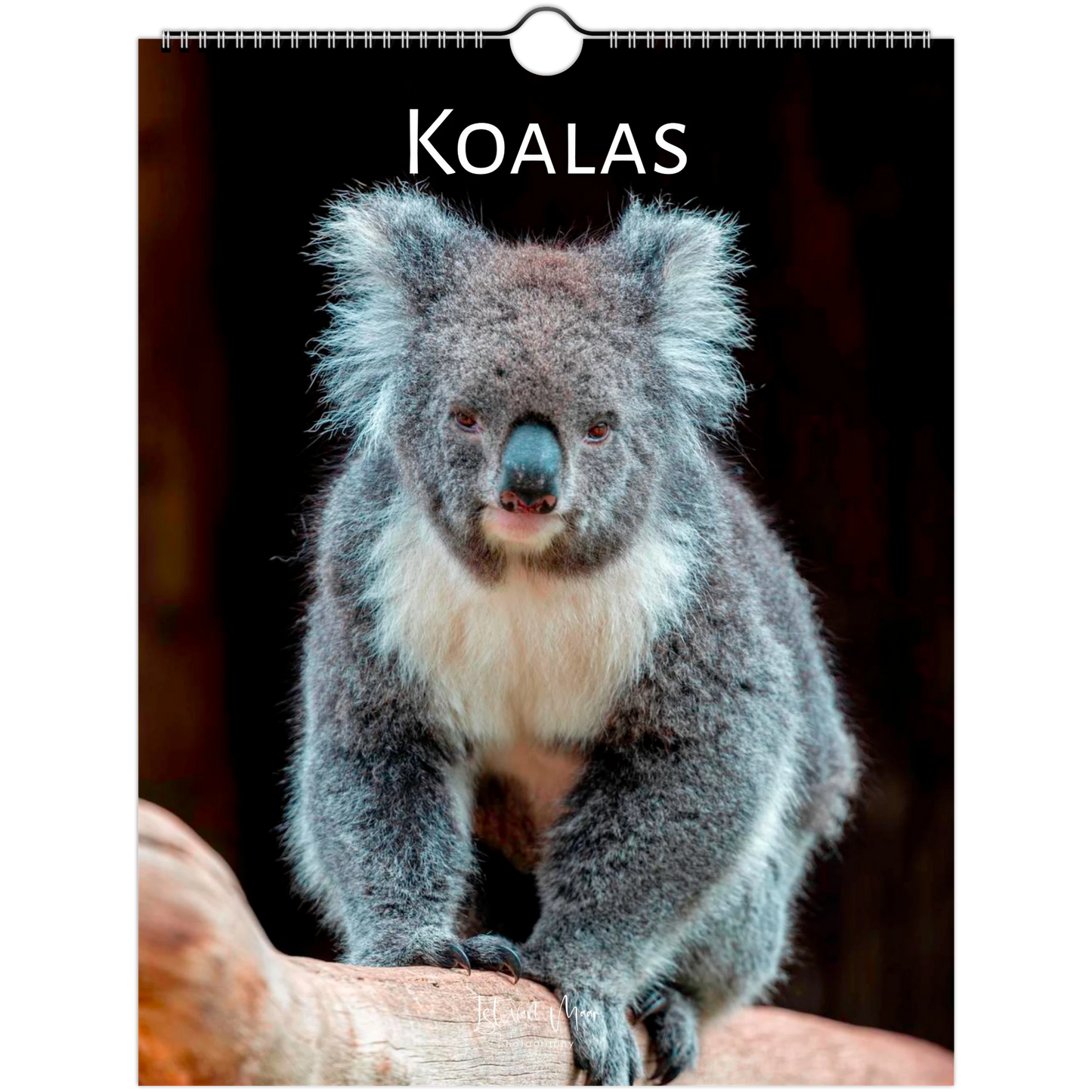 A3 Koalas Wall Calendar 2027 front cover – Istvan Maar Photography – Animal Calendars – Australian animal calendars
