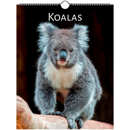 A3 Koalas Wall Calendar 2027 front cover – Istvan Maar Photography – Animal Calendars – Australian animal calendars